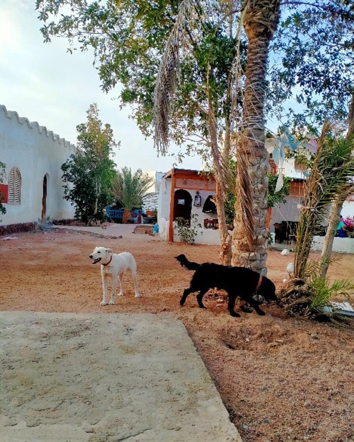Nook Hostel Dahab Luaran gambar